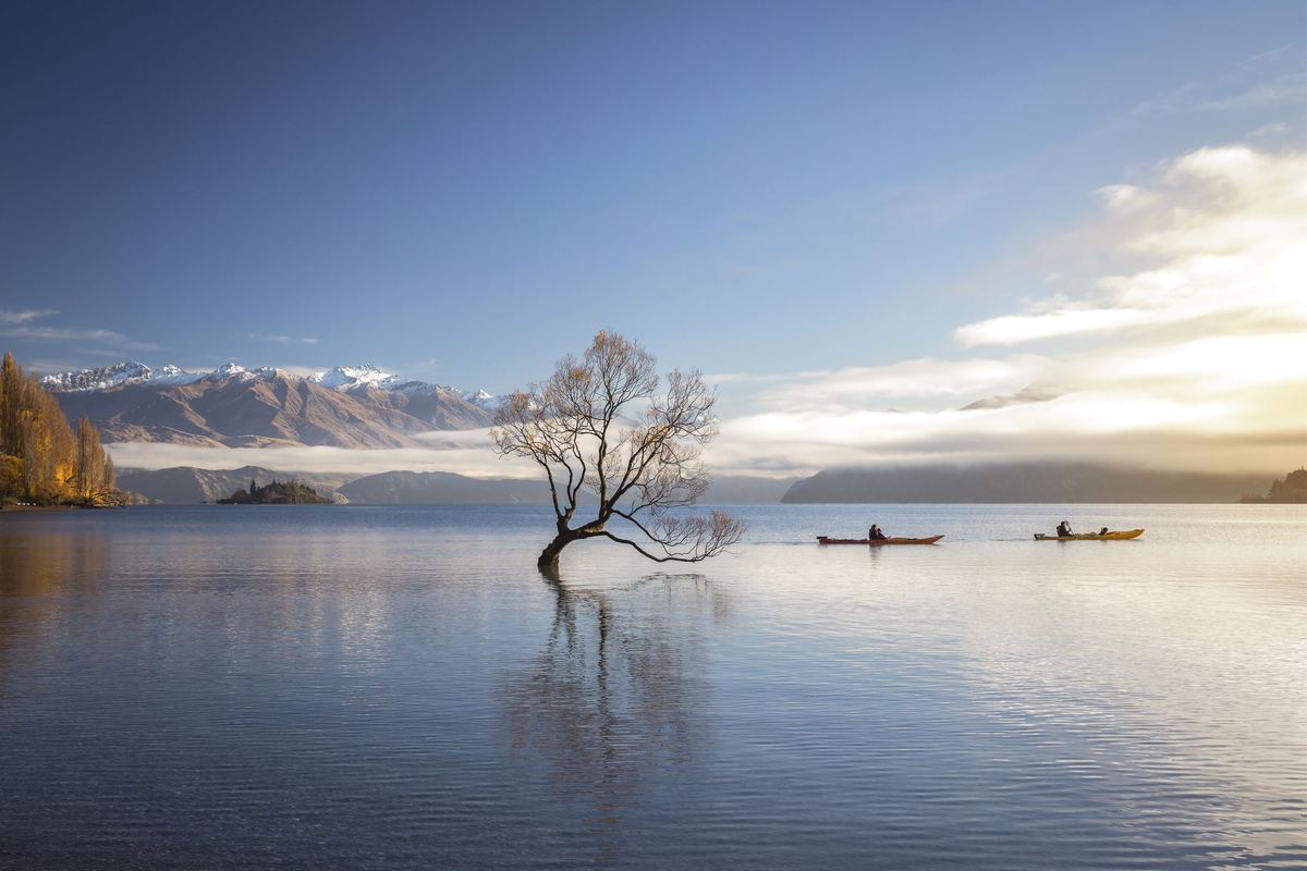 The Wānaka tree in Lake Wānaka at dusk